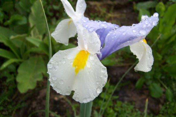 Name:  iris-bicolor.jpg
Views: 4005
Size:  28.7 KB