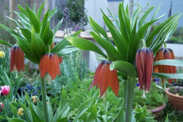 Name:  fritillaria imperialis 197.jpg
Views: 6900
Size:  45.0 KB