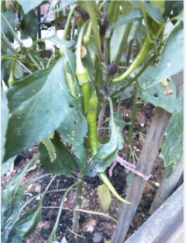 Name:  bib1.JPG
Views: 311
Size:  51.1 KB