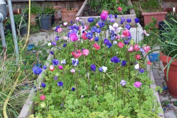 Name:  tohumdan yetime anemonlar.jpg
Views: 4190
Size:  63.9 KB