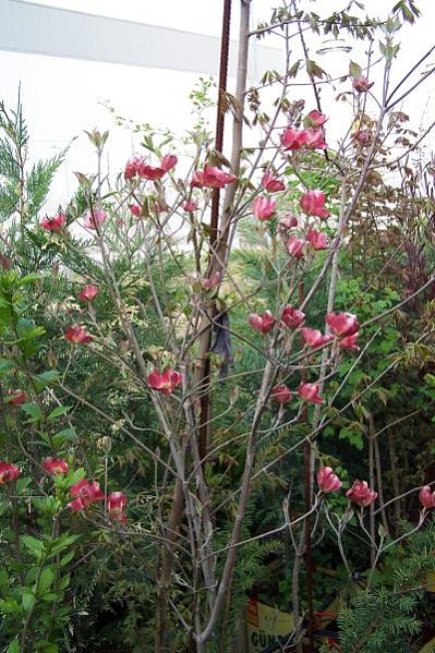 Name:  Cornus Florida-1.jpg
Views: 3955
Size:  70.6 KB