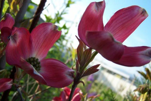 Name:  Cornus Florida-4.jpg
Views: 3868
Size:  33.2 KB