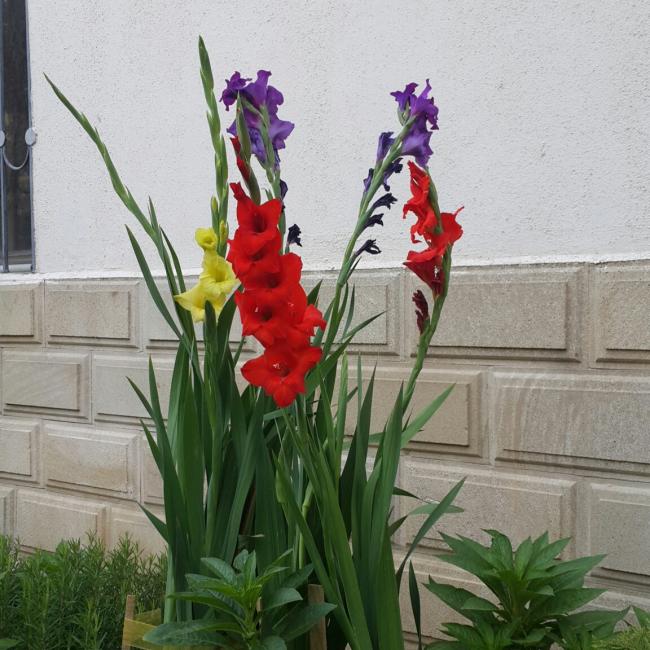 Name:  20150703_080004-1.jpg
Views: 716
Size:  70.0 KB