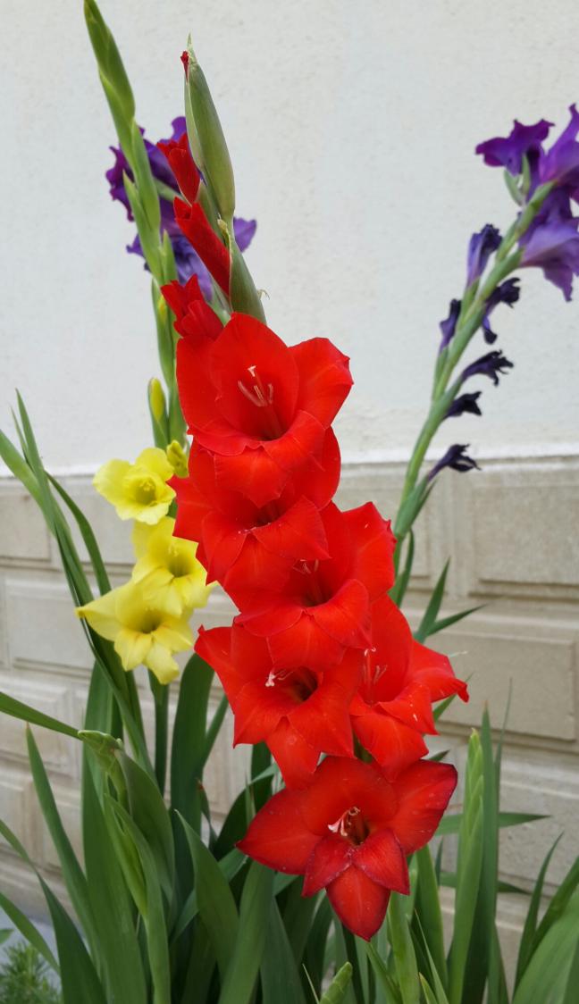 Name:  20150703_125943-1.jpg
Views: 718
Size:  70.1 KB