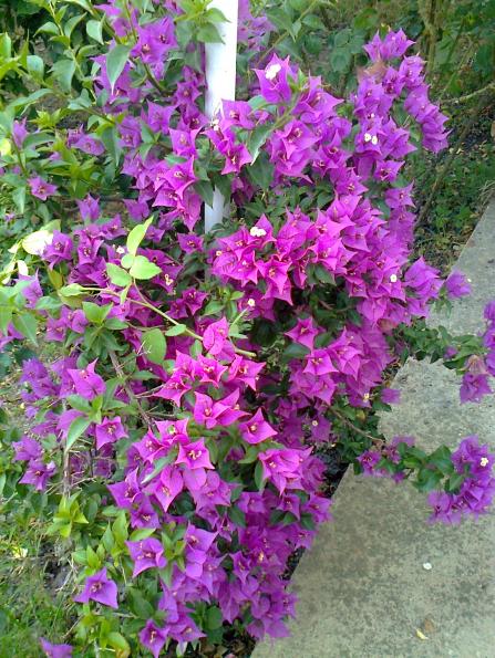 Name:  Fotoraf3038.jpg
Views: 420
Size:  79.3 KB