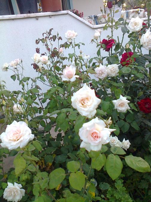 Name:  Fotoraf3048.jpg
Views: 428
Size:  75.8 KB