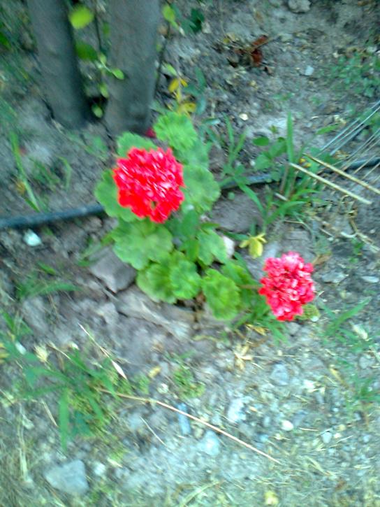 Name:  Fotoraf3050.jpg
Views: 423
Size:  75.0 KB