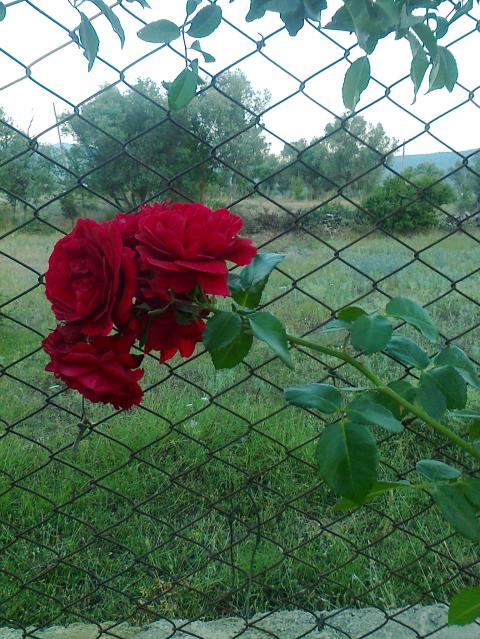 Name:  Fotoraf3042.jpg
Views: 422
Size:  75.0 KB