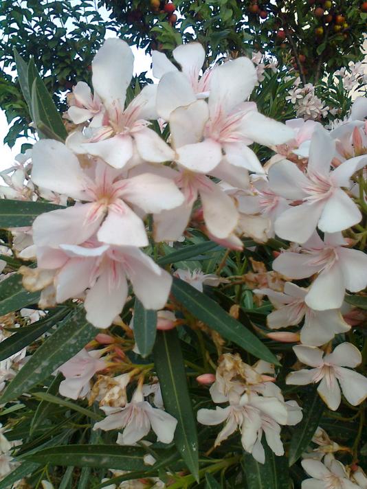 Name:  Fotoraf3030.jpg
Views: 425
Size:  76.2 KB