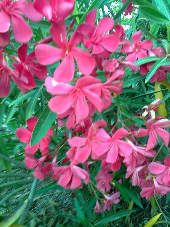 Name:  Fotoraf3031.jpg
Views: 411
Size:  74.6 KB