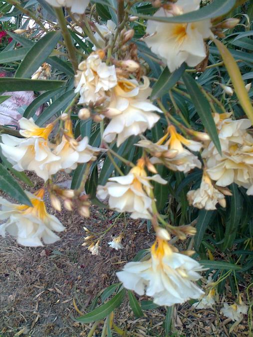 Name:  Fotoraf3032.jpg
Views: 438
Size:  77.2 KB
