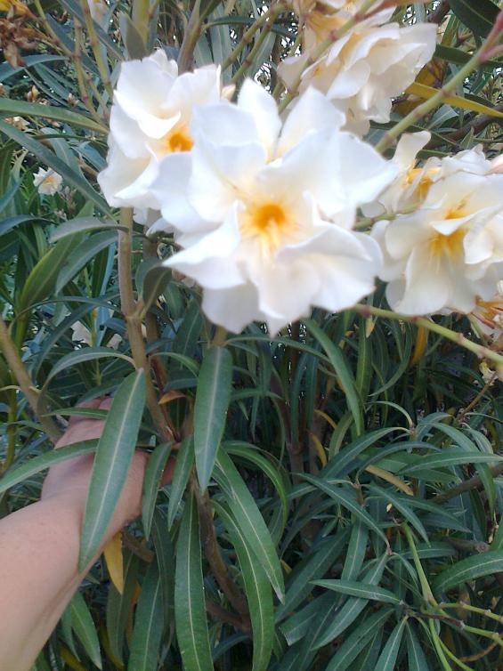 Name:  Fotoraf3033.jpg
Views: 451
Size:  74.1 KB