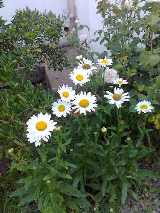 Name:  Fotoraf3047.jpg
Views: 439
Size:  76.5 KB