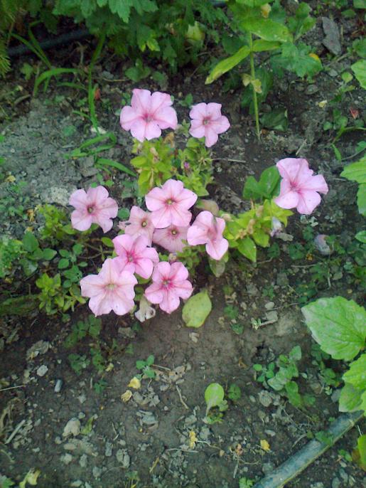 Name:  Fotoraf3060.jpg
Views: 424
Size:  76.0 KB