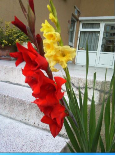 Name:  gla.JPG
Views: 259
Size:  43.3 KB