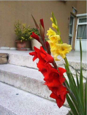 Name:  gla1.JPG
Views: 245
Size:  40.4 KB