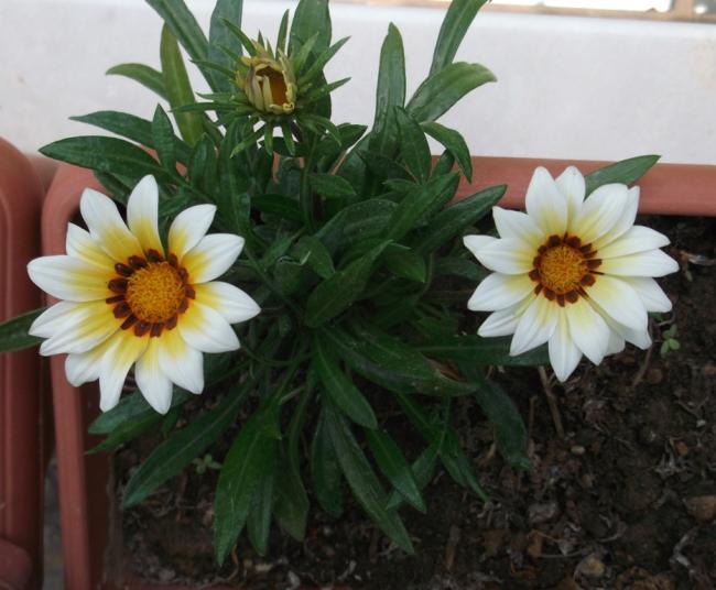 Name:  DSCF7401.jpg
Views: 700
Size:  46.0 KB