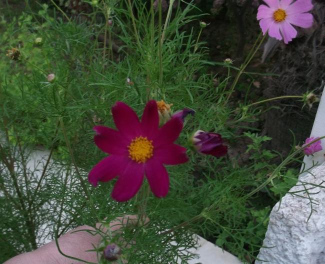 Name:  DSCF7411.jpg
Views: 412
Size:  59.5 KB
