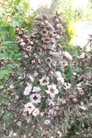 Name:  DSCF0007.jpg
Views: 327
Size:  69.9 KB