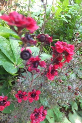 Name:  DSCF0013.jpg
Views: 310
Size:  34.7 KB