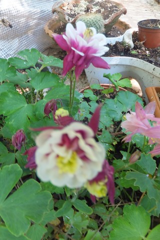 Name:  DSCF0177.jpg
Views: 315
Size:  64.9 KB