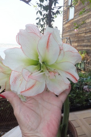Name:  DSCF9974.jpg
Views: 303
Size:  50.6 KB