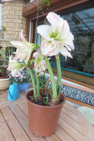Name:  DSCF9977.jpg
Views: 297
Size:  64.3 KB