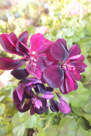 Name:  DSCF0066.jpg
Views: 314
Size:  54.8 KB