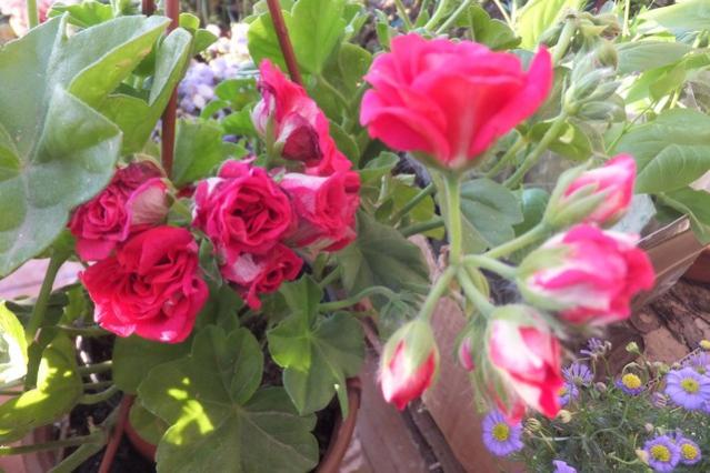 Name:  DSCF0104.jpg
Views: 292
Size:  48.4 KB