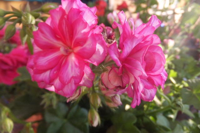 Name:  DSCF0105.jpg
Views: 287
Size:  69.5 KB
