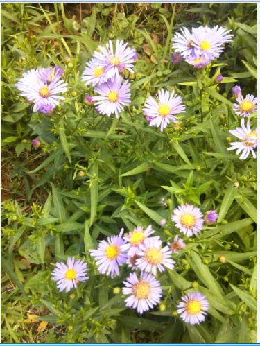 Name:  as.JPG
Views: 247
Size:  62.7 KB