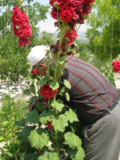Name:  hatmi balama.jpg
Views: 798
Size:  59.6 KB
