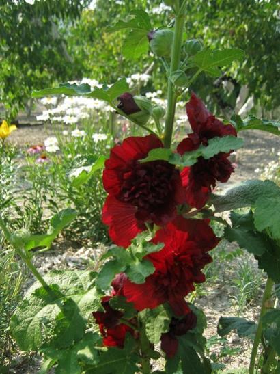 Name:  bordo hatmi.jpg
Views: 770
Size:  53.4 KB