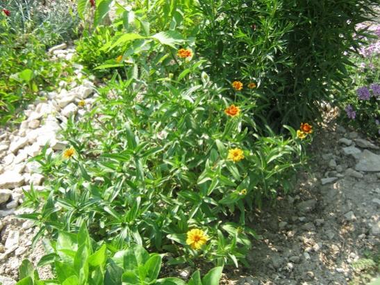 Name:  zinnialar-.jpg
Views: 798
Size:  67.4 KB