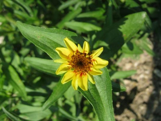 Name:  zinnia-bahcedenn2.jpg
Views: 758
Size:  31.5 KB