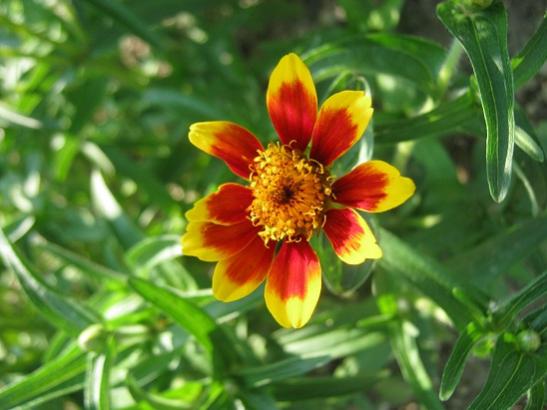 Name:  zinnia-bahcedenn1.jpg
Views: 778
Size:  34.7 KB