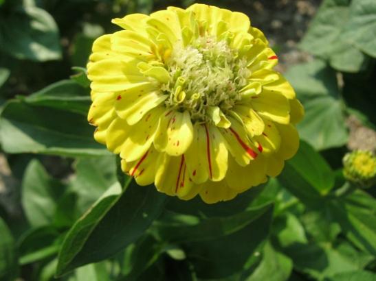 Name:  zinnia-bahcedenn.jpg
Views: 774
Size:  30.4 KB