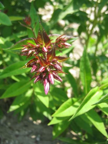 Name:  phlox.jpg
Views: 1064
Size:  34.2 KB