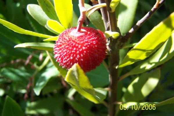 Name:  arbutus unedo.jpg
Views: 5125
Size:  36.8 KB