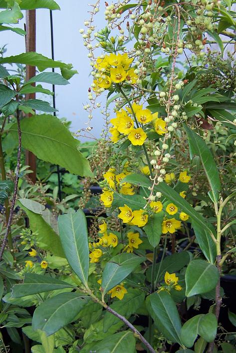 Name:  Lysimachia punctata-altinkamisi 225.jpg
Views: 2699
Size:  90.9 KB
