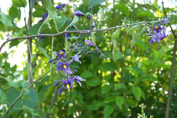 Name:  Kopyas Solanum Dulcamara1.jpg
Views: 2559
Size:  47.0 KB
