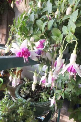 Name:  DSCF1193.jpg
Views: 281
Size:  33.4 KB