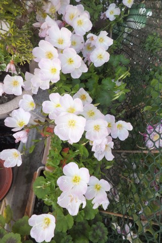 Name:  DSCF1220.jpg
Views: 246
Size:  67.1 KB