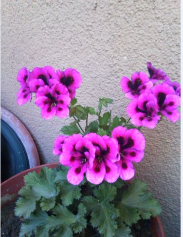 Name:  sa4.JPG
Views: 358
Size:  45.9 KB