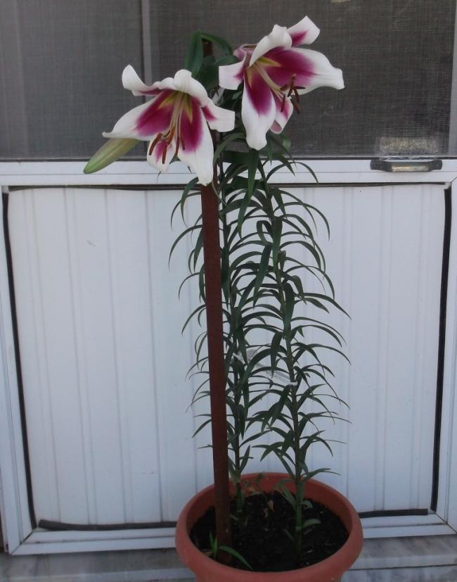 Name:  DSCF7432.jpg
Views: 713
Size:  62.1 KB