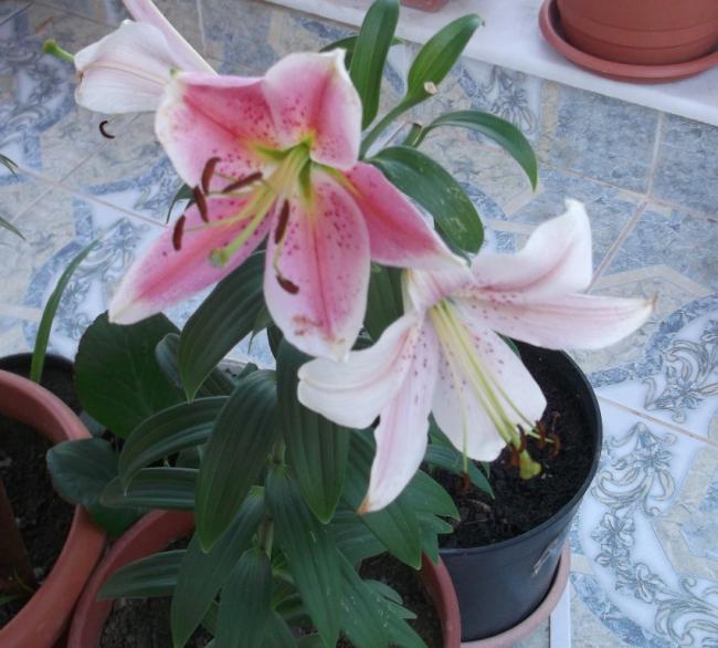 Name:  DSCF7404.jpg
Views: 368
Size:  52.9 KB