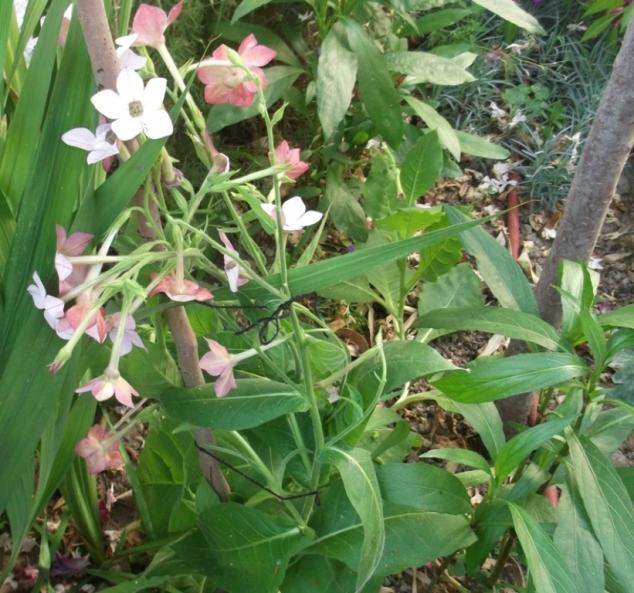 Name:  DSCF7418.jpg
Views: 355
Size:  71.3 KB