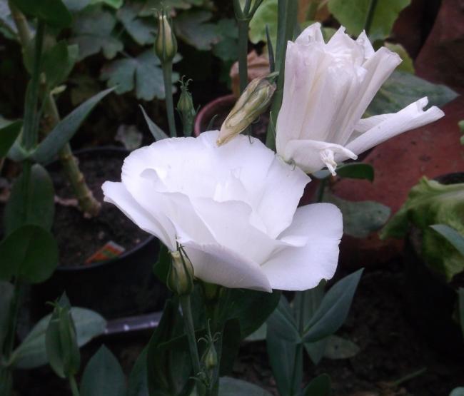 Name:  DSCF7448.jpg
Views: 372
Size:  35.1 KB