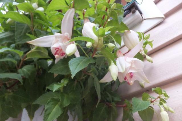 Name:  DSCF0244.jpg
Views: 447
Size:  36.5 KB