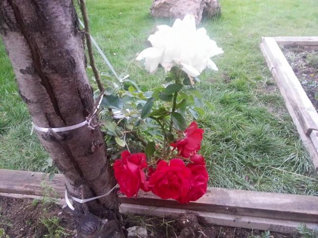Name:  11667277_10153473142843415_4984181007066040027_n.jpg
Views: 513
Size:  66.9 KB